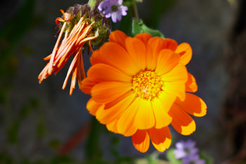 Orange petals This still life photograph captures the vivid orange petals of a Calendula officinalis, commonly known as English marigold or pot marigold, in bloom during a sunny spring afternoon. The image focuses on the intricate structure of the marigold flower, showcasing its bright color and detailed pattern with clear emphasis on the plants in the foreground. Taken in natural daylight, the photograph highlights both the fresh, fully open blossom and a nearby marigold flower in the process of wilting, reflecting the lifecycle of Calendula officinalis in a spring garden setting.